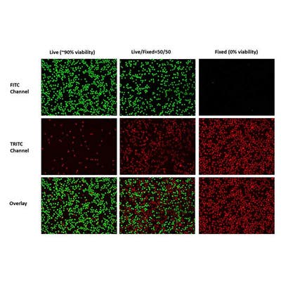 90% viability cells (Live cells), 0% viability cells (Fixed cells) and mixture of two cells (Live/Fixed=50/50) analyzed with PhenoVue Live/Dead Cell Viability Assay Kit