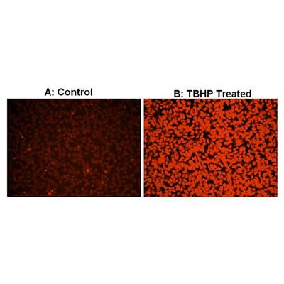 Hela cells stained with PhenoVue ROS-570, Total Oxidative Stress Indicator (with and without TBHP)