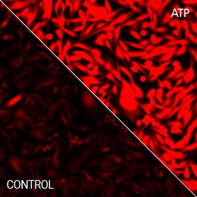 CHO-K1 cells stained with PhenoVue Cal-590 AM Bright (with and without ATP)