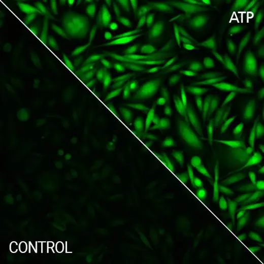 CHO-K1 cells stained with PhenoVue Cal-520 AM Bright (with and without ATP)