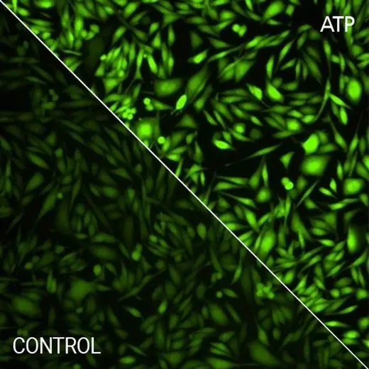 CHO-K1 cells stained with PhenoVue Cal-520 AM (with and without ATP)