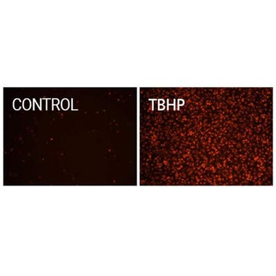 Hela cells stained with PhenoVue ROS-670, Total Oxidative Stress Indicator (with and without TBHP)