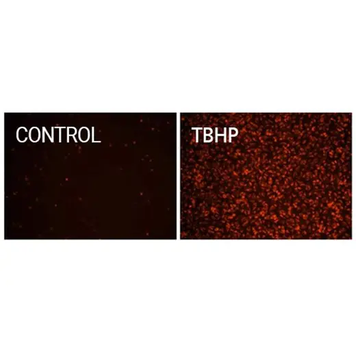 Hela cells stained with PhenoVue ROS-670, Total Oxidative Stress Indicator (with and without TBHP)