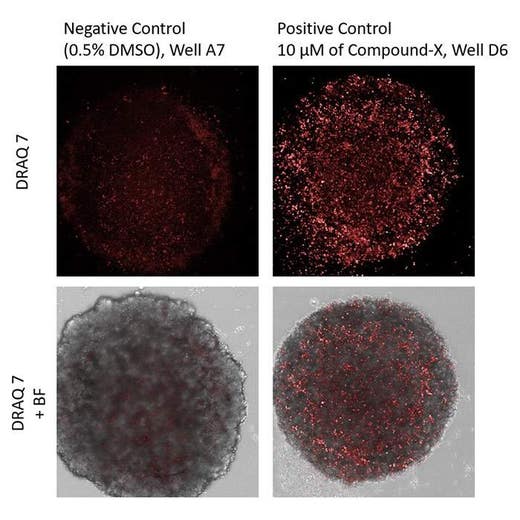 Images of DRAQ7 stained and brightfield of a 3D colorectal immortalized cancer cell line spheroid using the Operetta® CLSTM high-content analysis system.