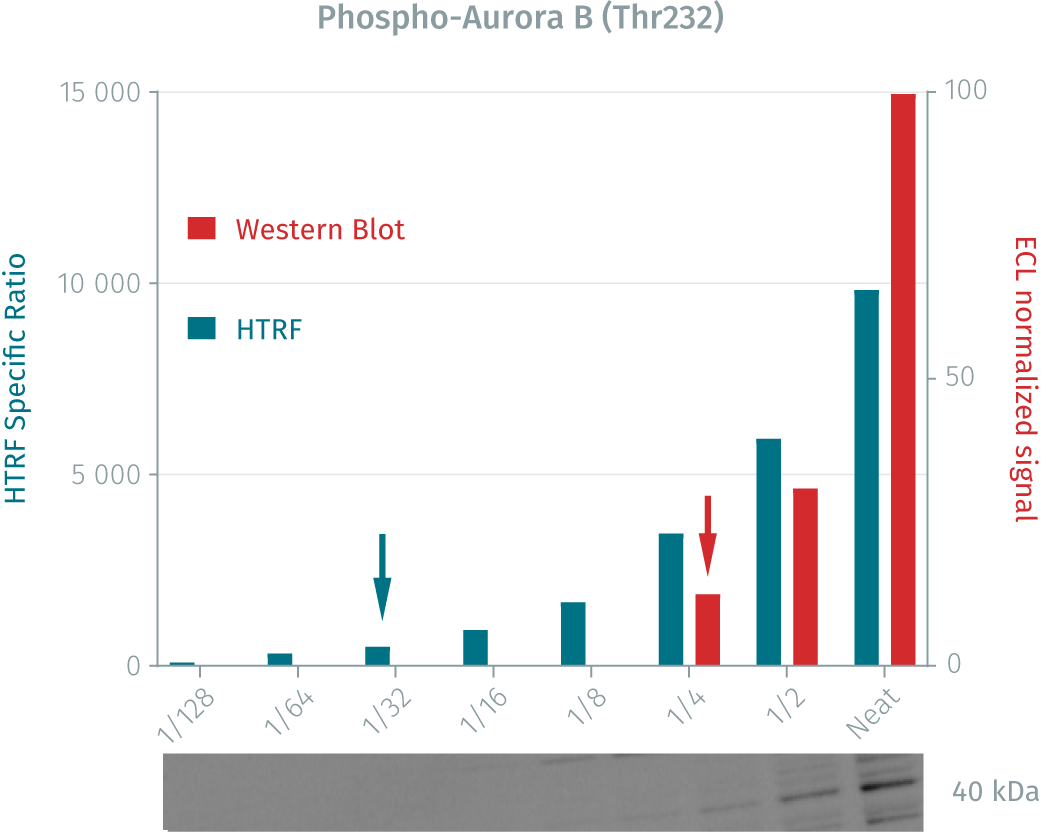 9assay-validation-aurora-b-phospho-pharmaco-7.png