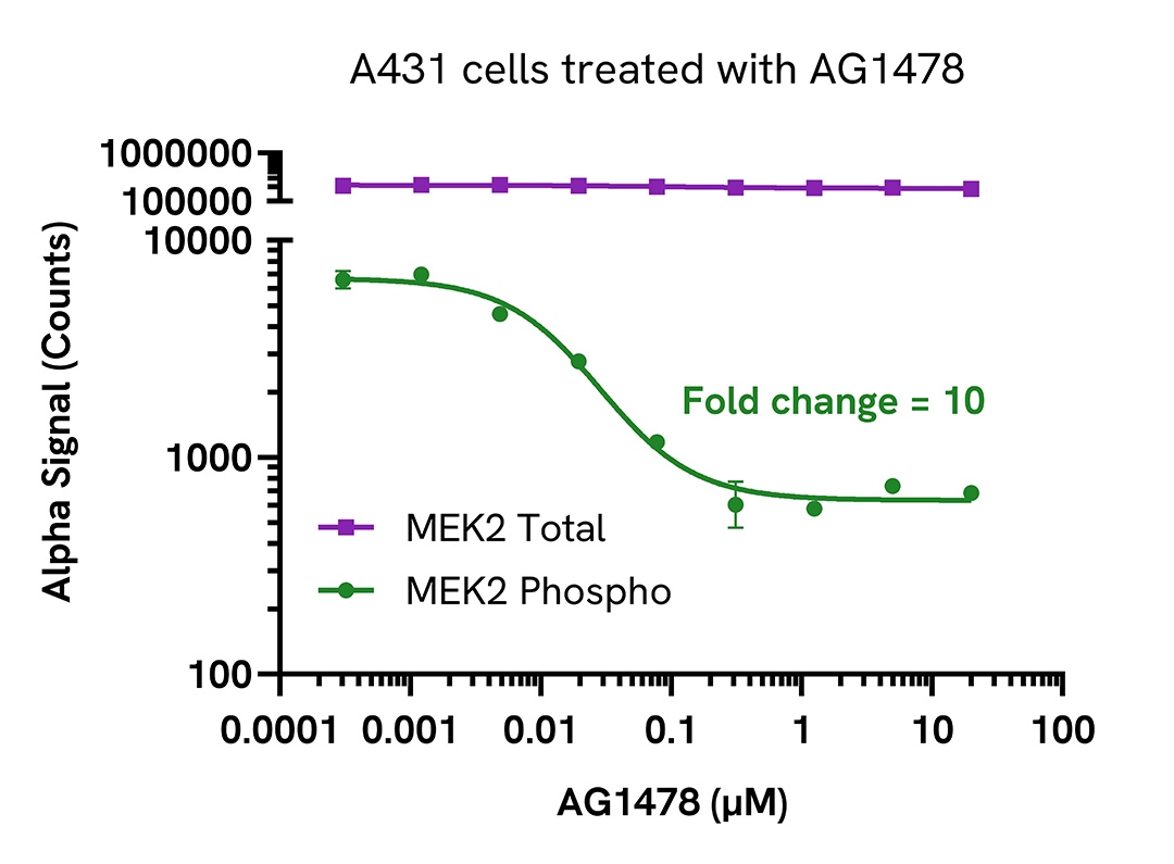 Pharmacological Validation (inhibitor) of Phospho MEK2