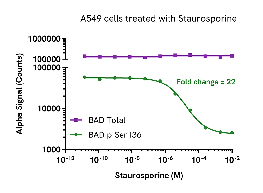 Pharmacological Validation (inhibitor) of Phospho BAD (Ser136)