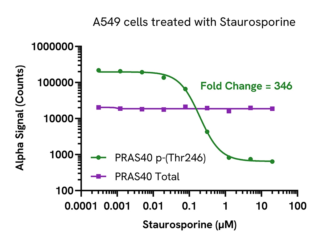 Pharmacological Validation (inhibitor) of Phospho (Thr246) PRAS40