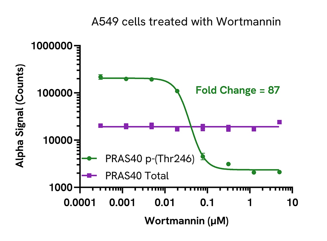 Pharmacological Validation (inhibitor) of Phospho (Thr246) PRAS40