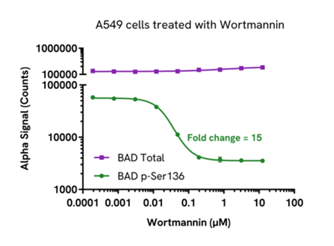 Validation of BAD Total in endogenous cellular models