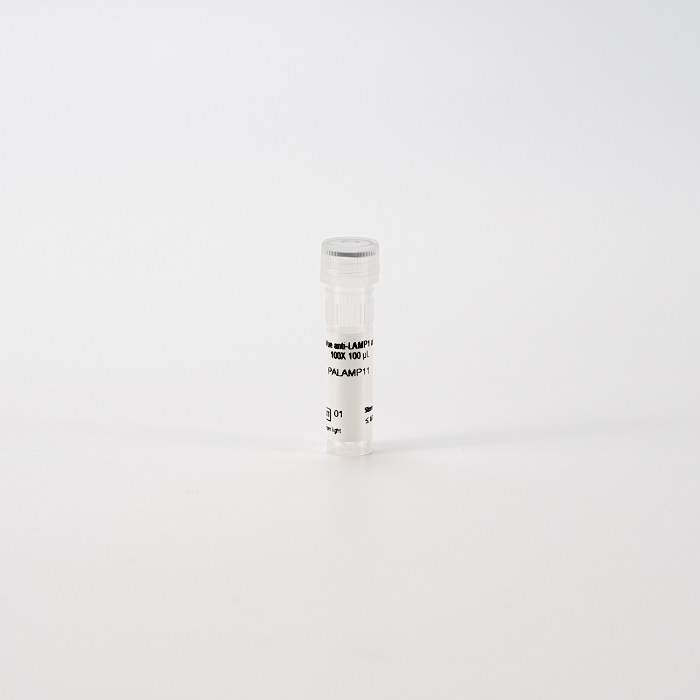 PhenoVue anti-LAMP1 antibody 100X