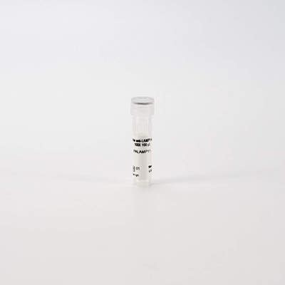 PhenoVue anti-LAMP1 antibody 100X