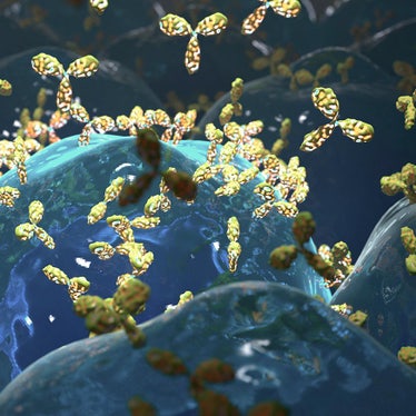 Antibodies for immunophenotyping