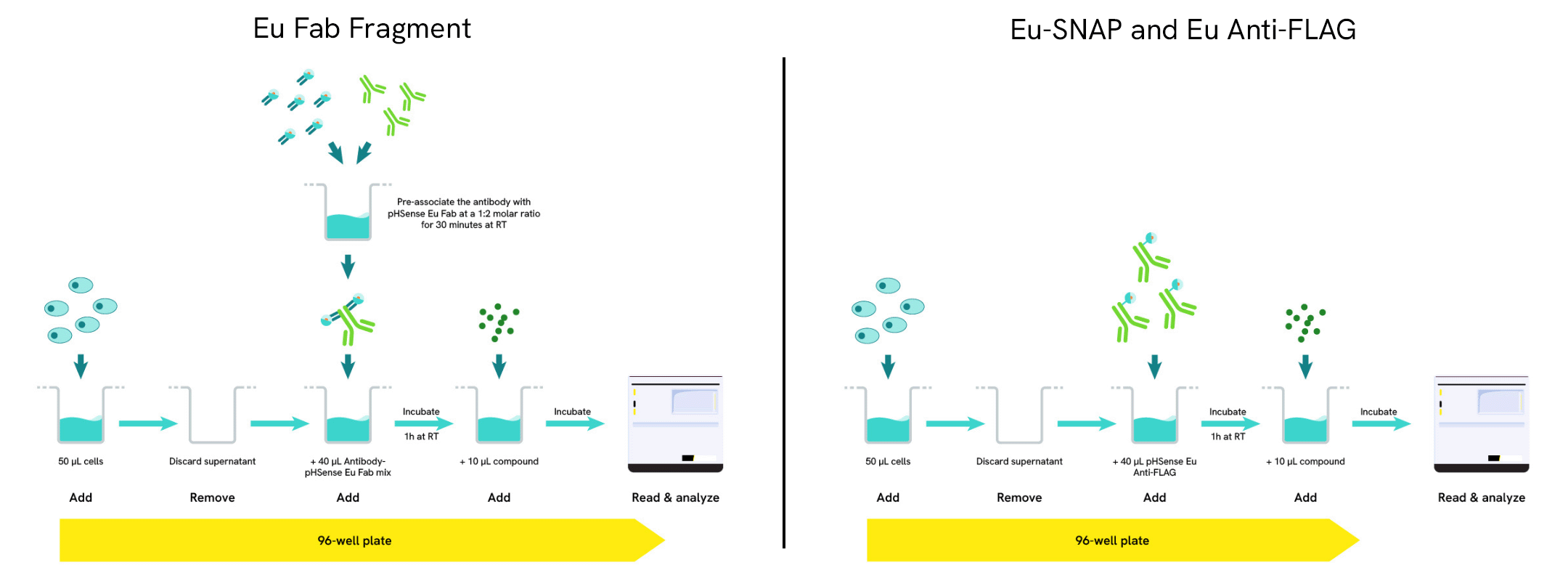 assay protocol