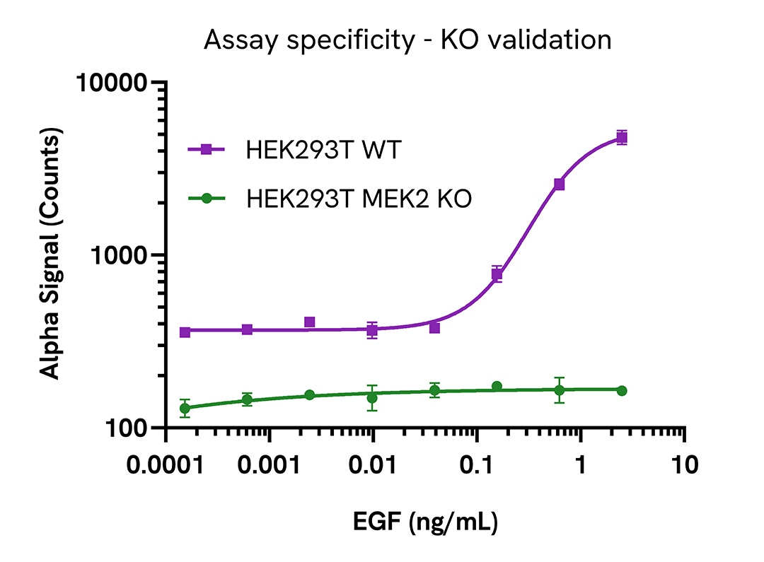 MEK2 Phospho assay specificity