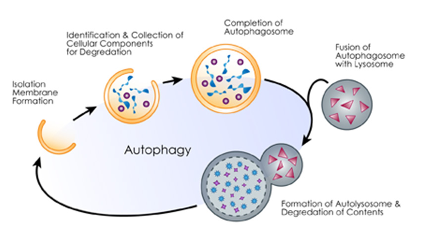 Autophagy-illustration-2-1