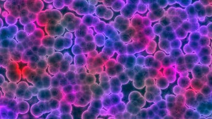 Bacterial-Growth-Detection-512