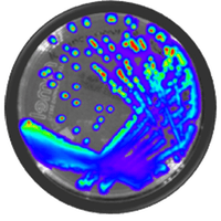 IVISbrite™ bioluminescent bacteria