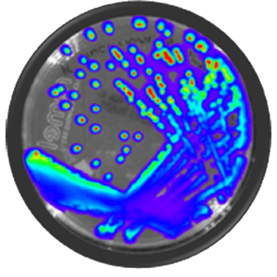 IVISbrite™ bioluminescent bacteria