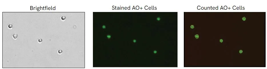 Brightfield and AO cell image