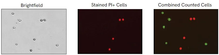 Brightfield and PI cell image