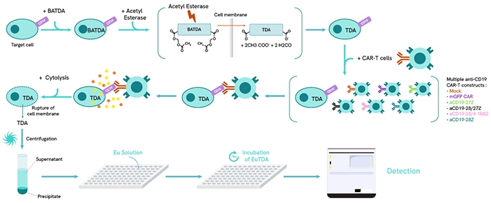 CGT-category-page-10-DELFIA-cytotoxicity-assay-712