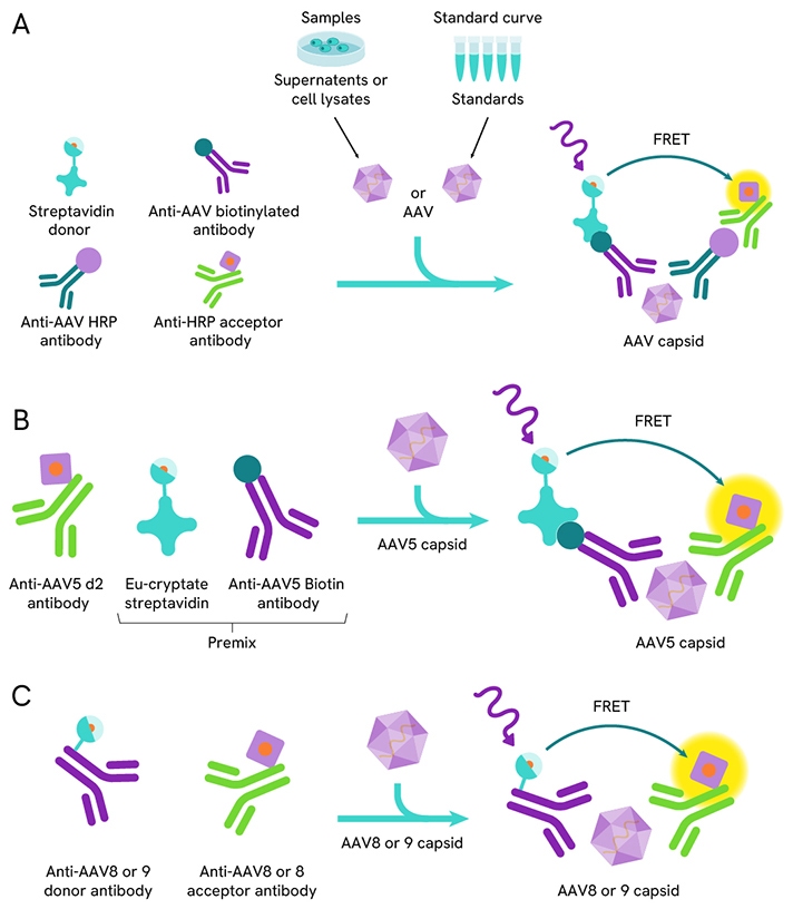 CGT-category-page-12-HTRF-AAV-capsid-detection-kit-712