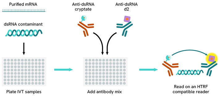 CGT-category-page-17-HTRF-dsRNA-IVT-assay-principle-712