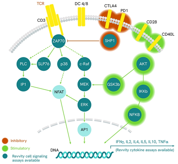 CGT-category-page-2-TCR-pathway-712