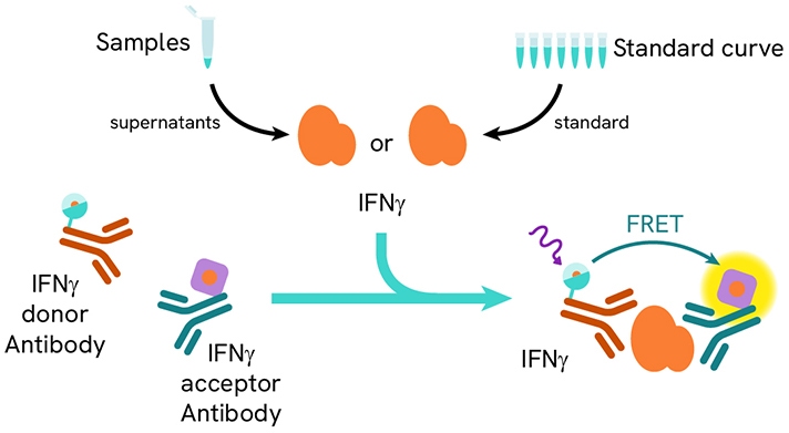 CGT-category-page-6-HTRF-IFN-assay-principle-712