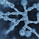 Candida-auris-160x160