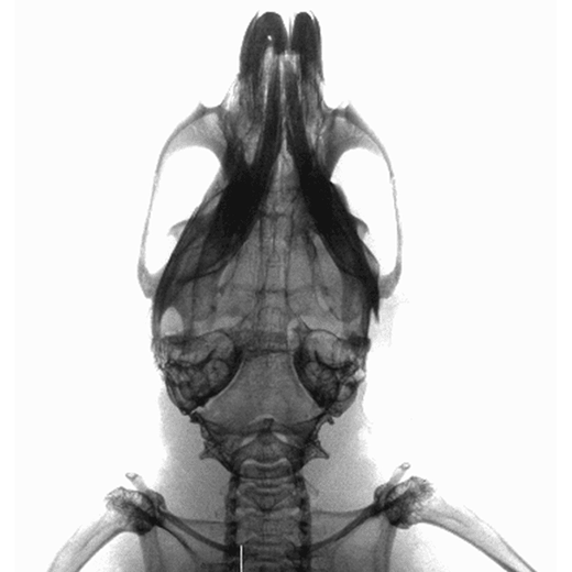 Cranium of control animal imaged using the IVIS Lumina X5