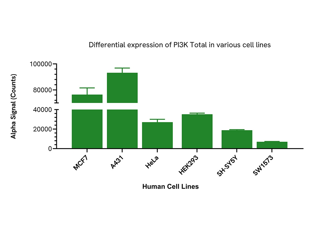 Differential expression of Total PI3K in various human cell lines