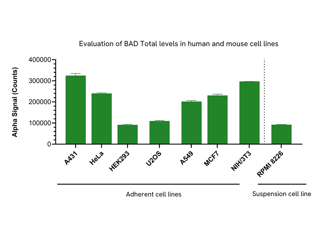 Detection of BAD Total levels in various cell lines