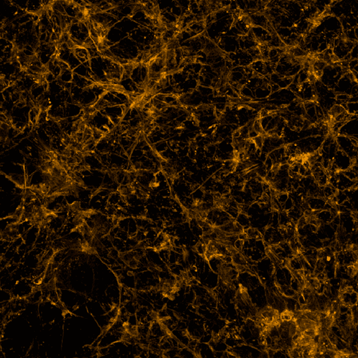 iPSC-derived human cortical neurons stained with PhenoVue Fluor 555 - Phalloidin