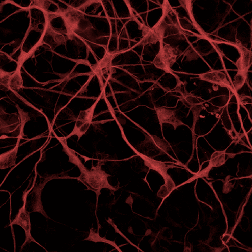 iPSC-derived human cortical neurons stained with anti-B3 tubulin antibody / PhenoVue Fluor 647