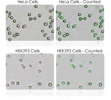 HEK293 HeLa counted cells