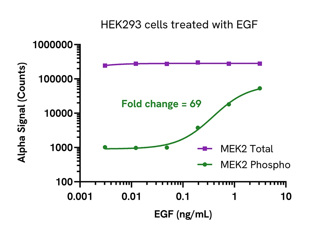 Pharmacological Validation (activator) of Phospho-MEK2 (Ser217/221)