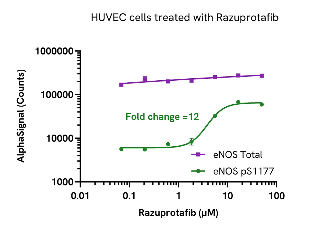 Regulation of eNOS activity in endogenous cellular models