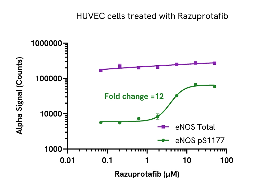 Regulation of eNOS activity in endogenous cellular models