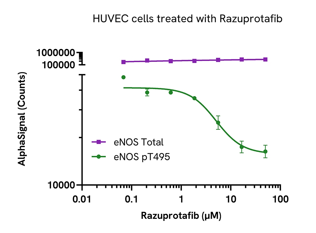 Regulation of eNOS activity in endogenous cellular models