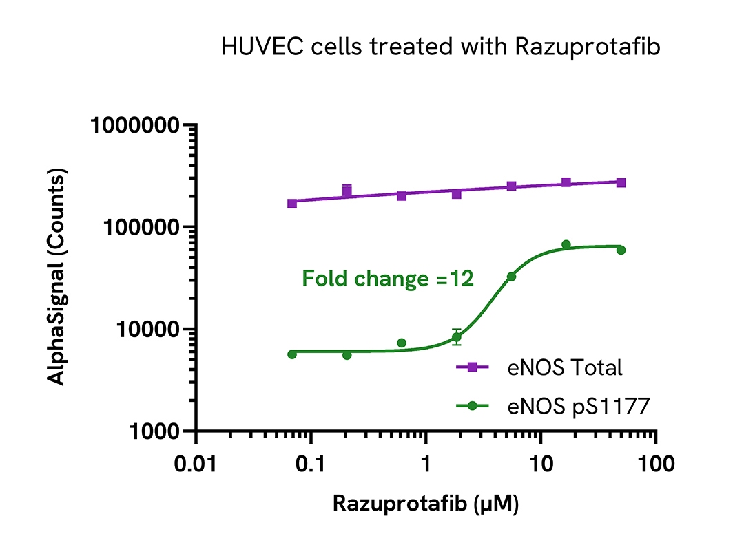 Regulation of eNOS activity in endogenous cellular models