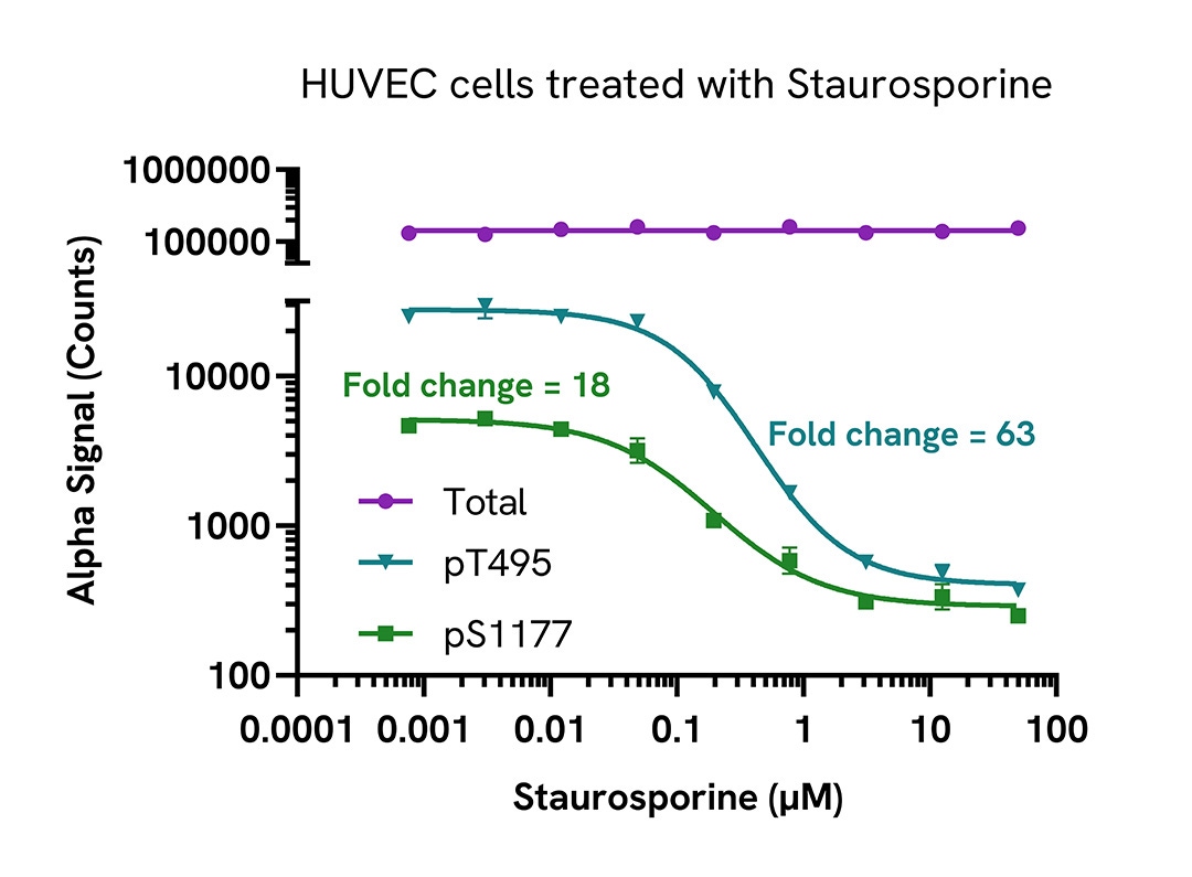 Decrease of eNOS phosphorylation in endogenous cellular models