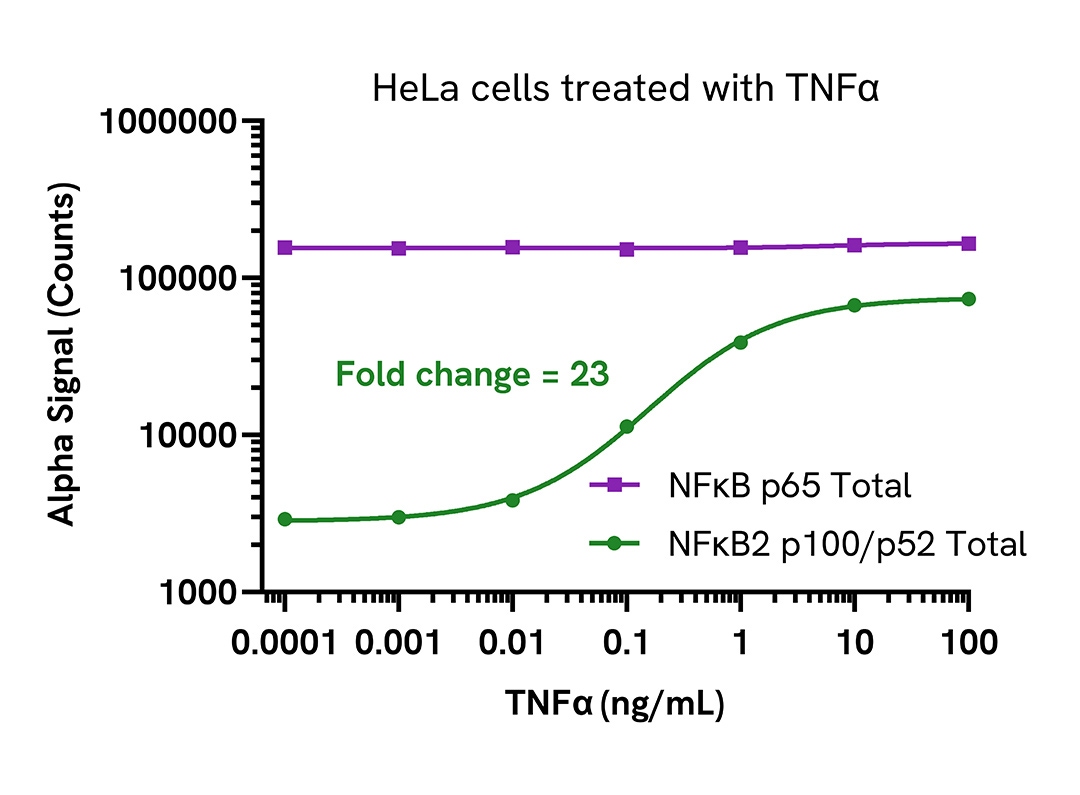 Pharmacological Validation (activator) of NFκB2 p100/p52 Total