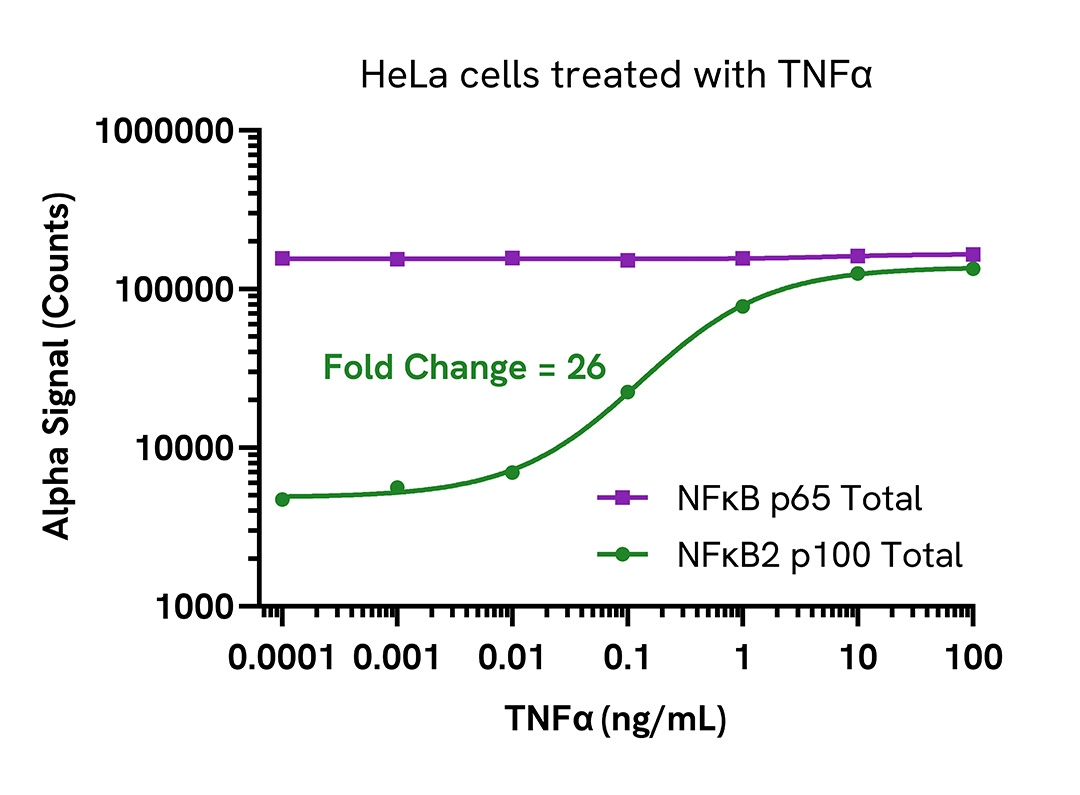 Pharmacological Validation (activator) of NFκB2 p100 Total