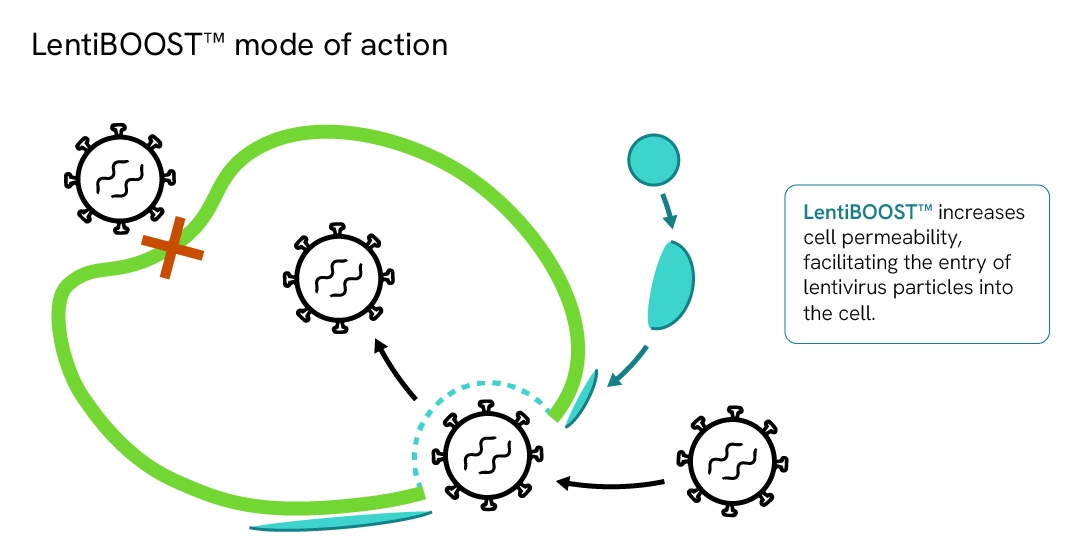 LentiBOOST mode of action