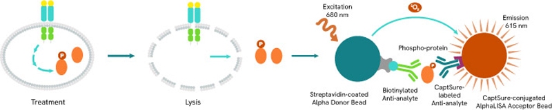 ILL-Re-color-figures-(Kinase-Webpage)_ALSU-assay-principle_800px