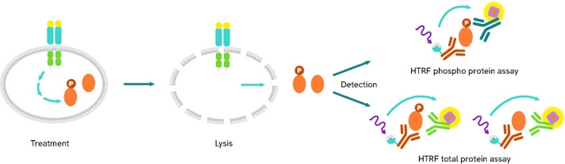 ILL-Re-color-figures-(Kinase-Webpage)_HTRF-assay-principle_800px