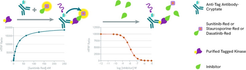 ILL-Re-color-figures-(Kinase-Webpage)_Kinases-lookbook-HTRF-kinase-binding-assay-principle_800px