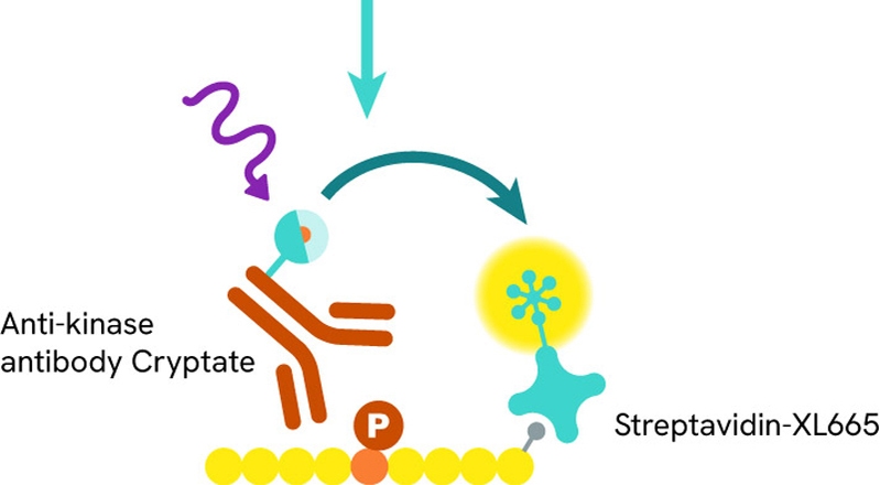 ILL-Re-color-figures-(Kinase-Webpage)_Kinases-lookbook-KinEASE-assay-principle_800px